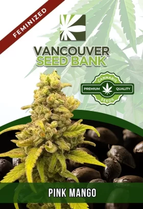 Pink Mango Strain Feminized