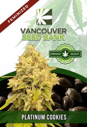 Platinum Cookies Strain Feminized