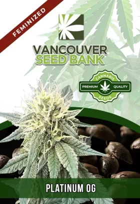 Platinum OG Strain Feminized