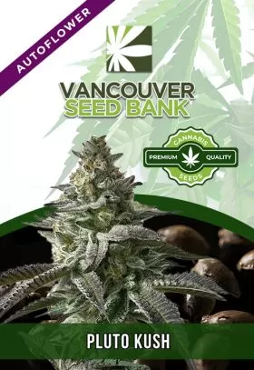 Pluto Kush