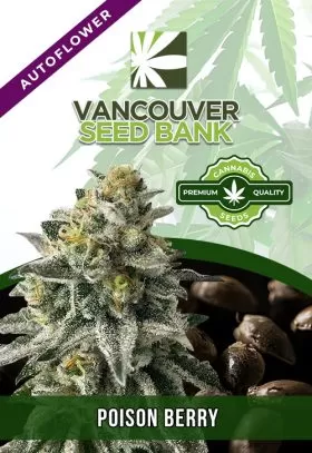 Poison Berry Strain