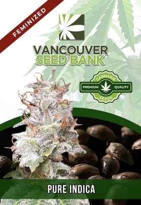 Pure Indica Strain Feminized