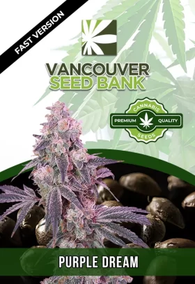 Purple Dream Strain Fast Strain Version