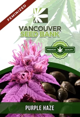 Purple Haze Feminized