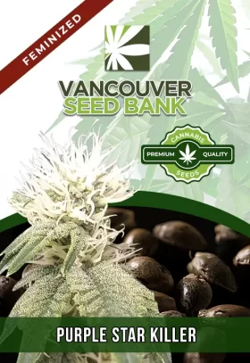 Purple Star Killer Strain Feminized