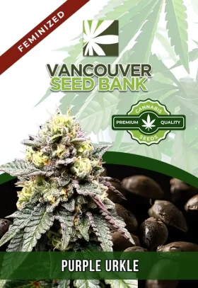 Purple Urkle Strain Feminized