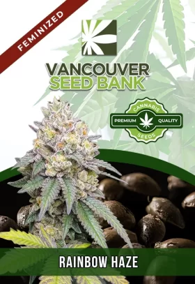 Rainbow Haze Feminized