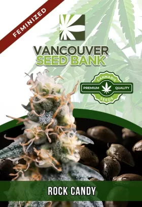 Rock Candy Strain Feminized