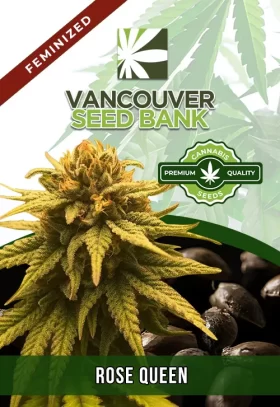 Rose Queen Strain Feminized