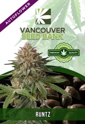 Runtz Strain