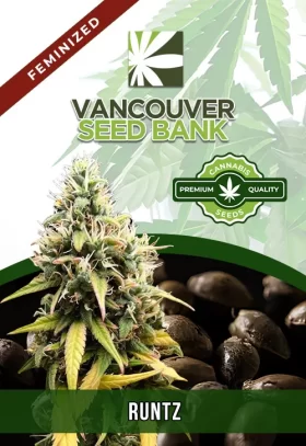 Runtz Strain Feminized