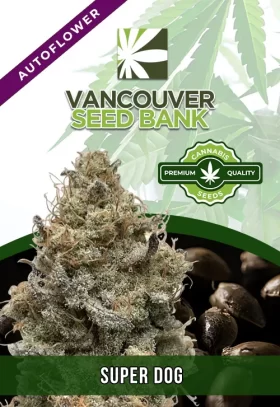 Super Dog Strain