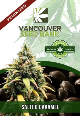 Salted Caramel Strain Feminized