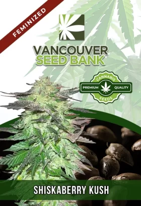 Shiskaberry Kush Feminized