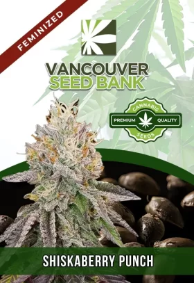 Shiskaberry Punch Strain Feminized