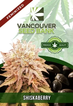 Shiskaberry Strain Feminized