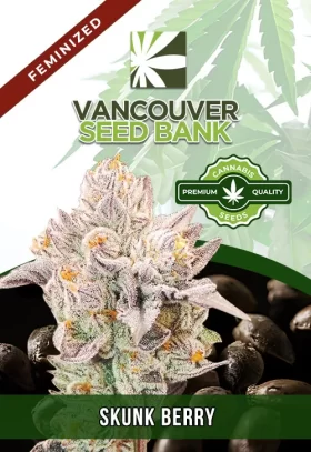 Skunk Berry Feminized