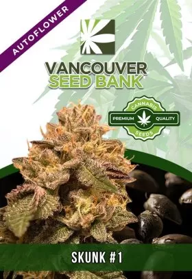 Skunk#1 Strain