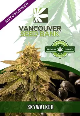 Skywalker Strain