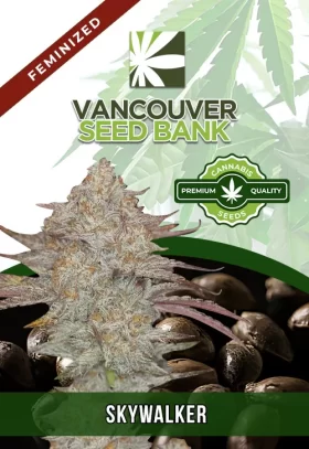 Skywalker Strain Feminized