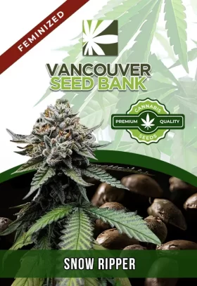 Snow Ripper Strain Feminized