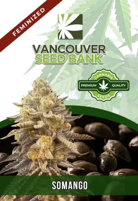 Somango Strain Feminized