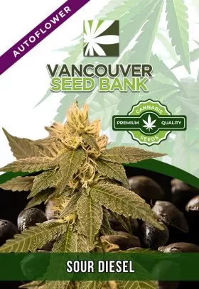 Sour Diesel Strain