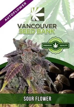 Sour Flower Strain