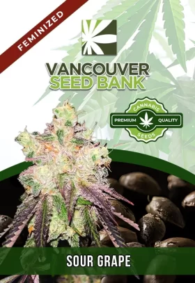 Sour Grape Strain Feminized