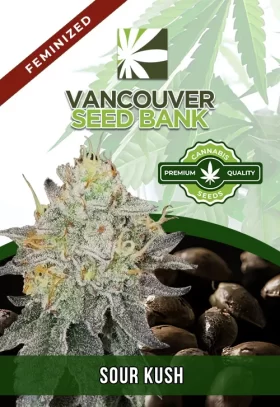 Sour Kush Feminized