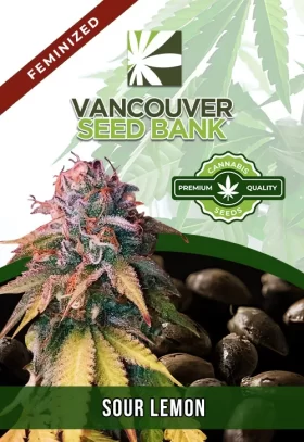 Sour Lemon Strain Feminized