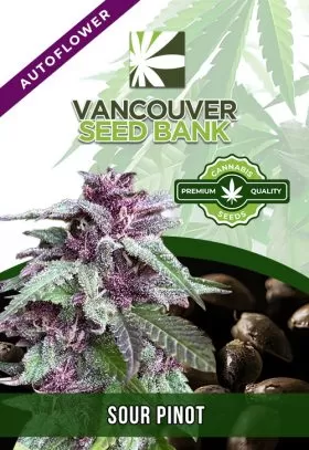 Sour Pinot Strain