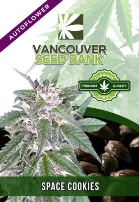 Space Cookies Strain