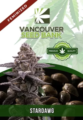 Stardawg Strain Feminized