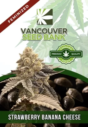 Strawberry Banana Cheese Strain Feminized