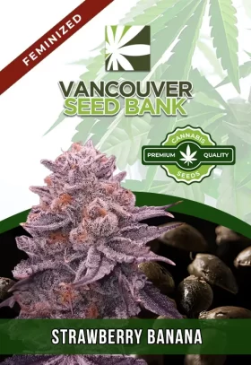 Strawberry Banana Strain Feminized