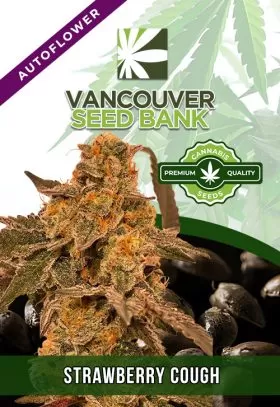 Strawberry Cough Strain