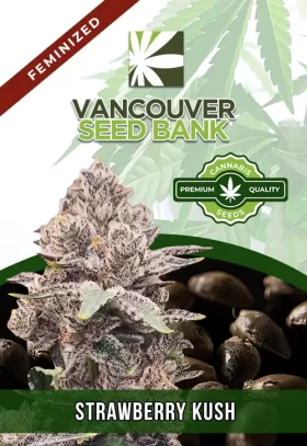 Strawberry Kush Feminized