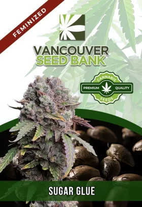 Sugar Glue Feminized