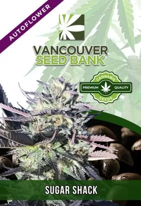Sugar Shack Strain