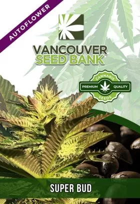 Super Bud Strain