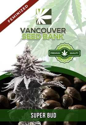 Super Bud Strain Feminized