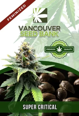 Super Critical Strain Feminized