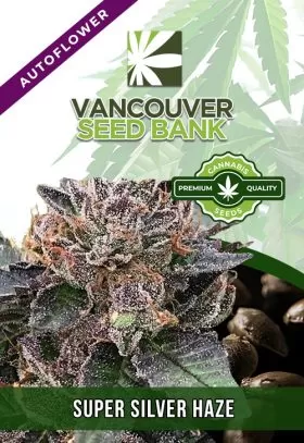 Super Silver Haze