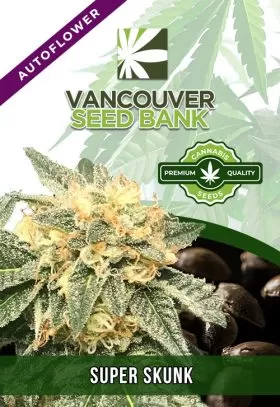 Super Skunk Strain