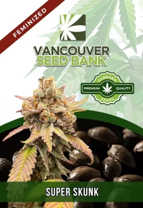 Super Skunk Strain Feminized