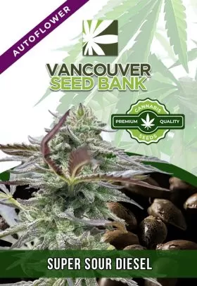 Super Sour Diesel Strain