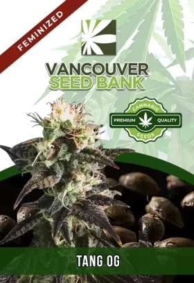 Tang OG Strain Feminized