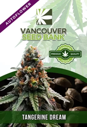 Tangerine Dream Strain