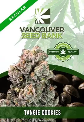 Tangie Cookies Strain Regular
